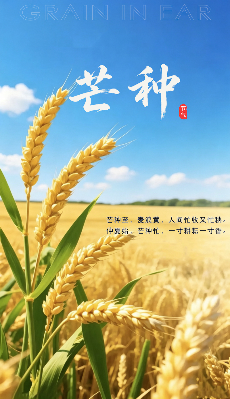 mang 拷贝.jpg